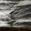 Big Size Hardtail Scad Fish for Sale