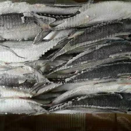 Big Size Hardtail Scad Fish for Sale