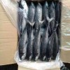 Big Size Hardtail Scad Fish for Sale