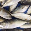 Bqf New Landing Fish Indian Mackerel