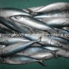 Bqf New Landing Fish Indian Mackerel