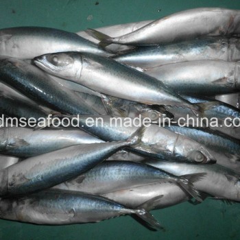 Bqf New Landing Fish Indian Mackerel