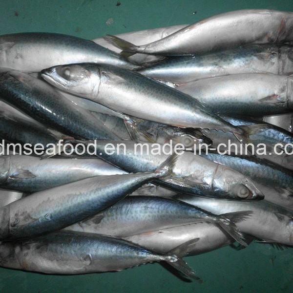 Bqf New Landing Fish Indian Mackerel