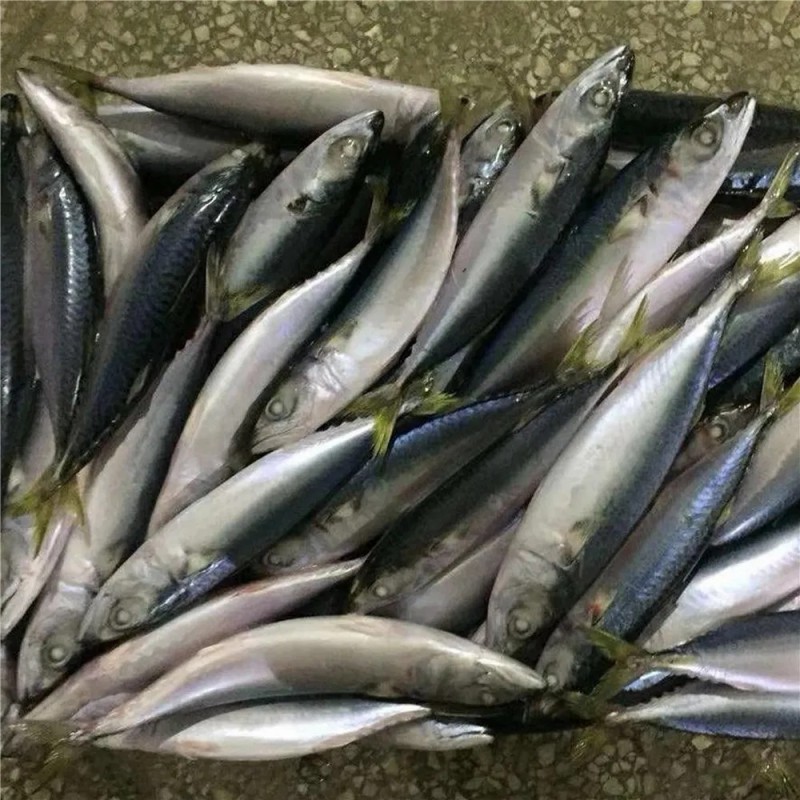 Bqf New Landing Fish Indian Mackerel