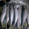 Bqf New Landing Fish Indian Mackerel