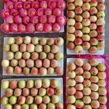 2025 Fresh Apple Red Gala