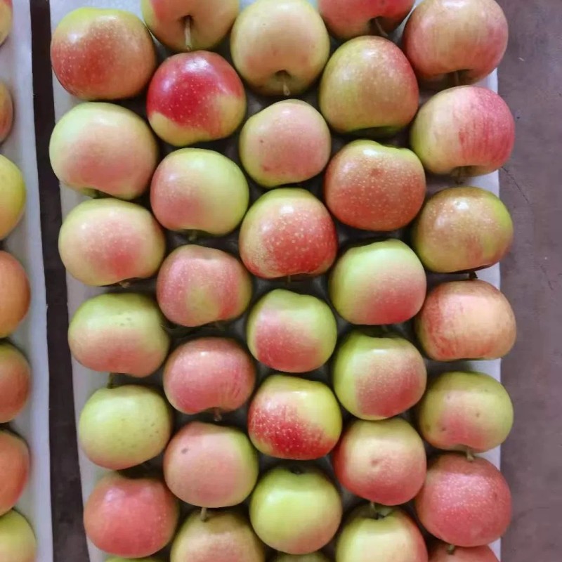 2025 Fresh Apple Red Gala