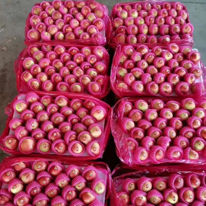 2025 Fresh Apple Red Gala