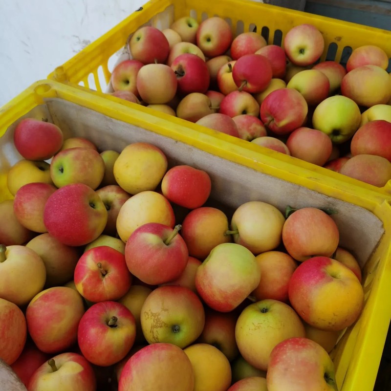 2025 Fresh Apple Red Gala