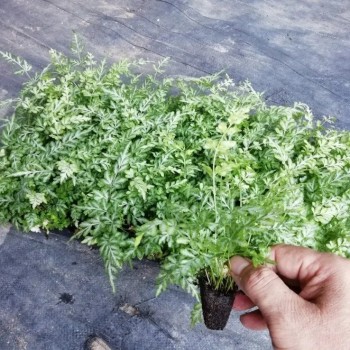 Wholesale Pteris Ensiformis Fern Tray/Plug Seedling All Kinds of Fern for Sale