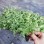 Wholesale Pteris Ensiformis Fern Tray/Plug Seedling All Kinds of Fern for Sale