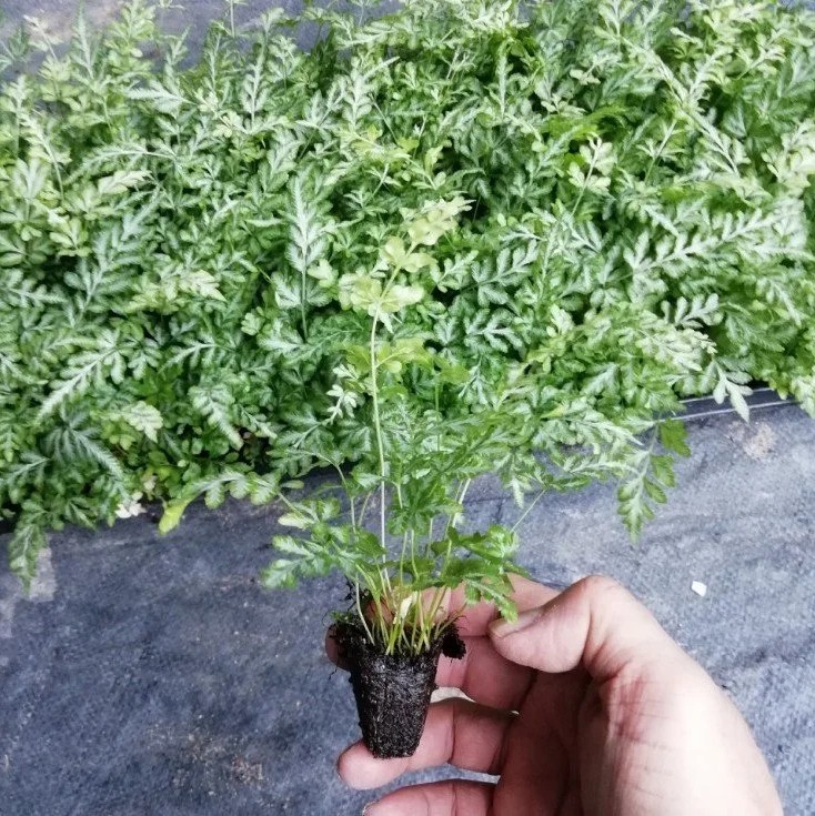Wholesale Pteris Ensiformis Fern Tray/Plug Seedling All Kinds of Fern for Sale