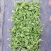Wholesale Pteris Ensiformis Fern Tray/Plug Seedling All Kinds of Fern for Sale