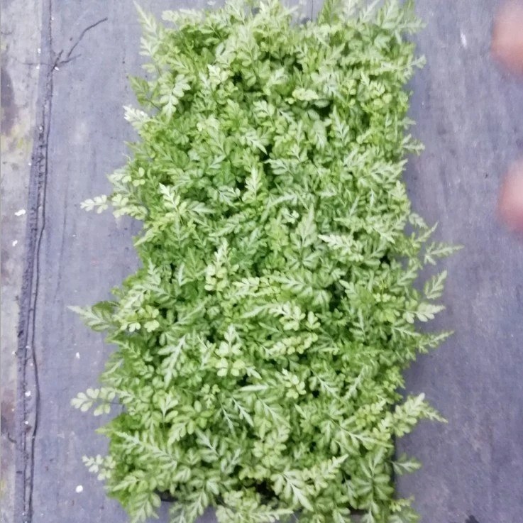 Wholesale Pteris Ensiformis Fern Tray/Plug Seedling All Kinds of Fern for Sale