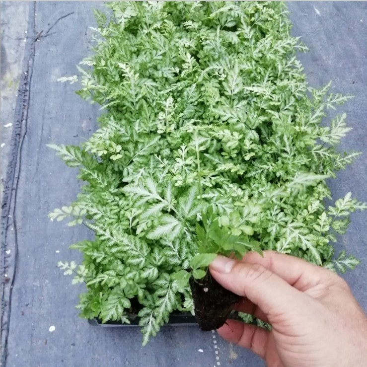 Wholesale Pteris Ensiformis Fern Tray/Plug Seedling All Kinds of Fern for Sale