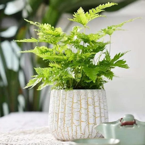 Wholesale Pteris Ensiformis Fern Tray/Plug Seedling All Kinds of Fern for Sale