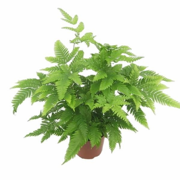 Wholesale Pteris Ensiformis Fern Tray/Plug Seedling All Kinds of Fern for Sale