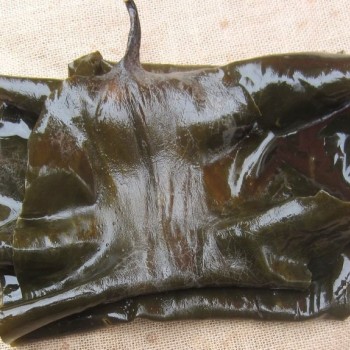 Organic Shirakiku Dried Dashi Kombu Kelp Konbu, Dashima or Haidai Kombu Seaweed Algae