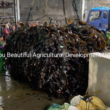 Sea Kelp/Sea Kale Cut Dried for SPA