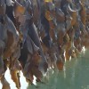 Sea Kelp/Sea Kale Cut Dried for SPA