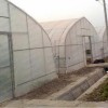 Small Automatic Single-Span for Commercial Tropical Agriculture Tunnel Greenhouse
