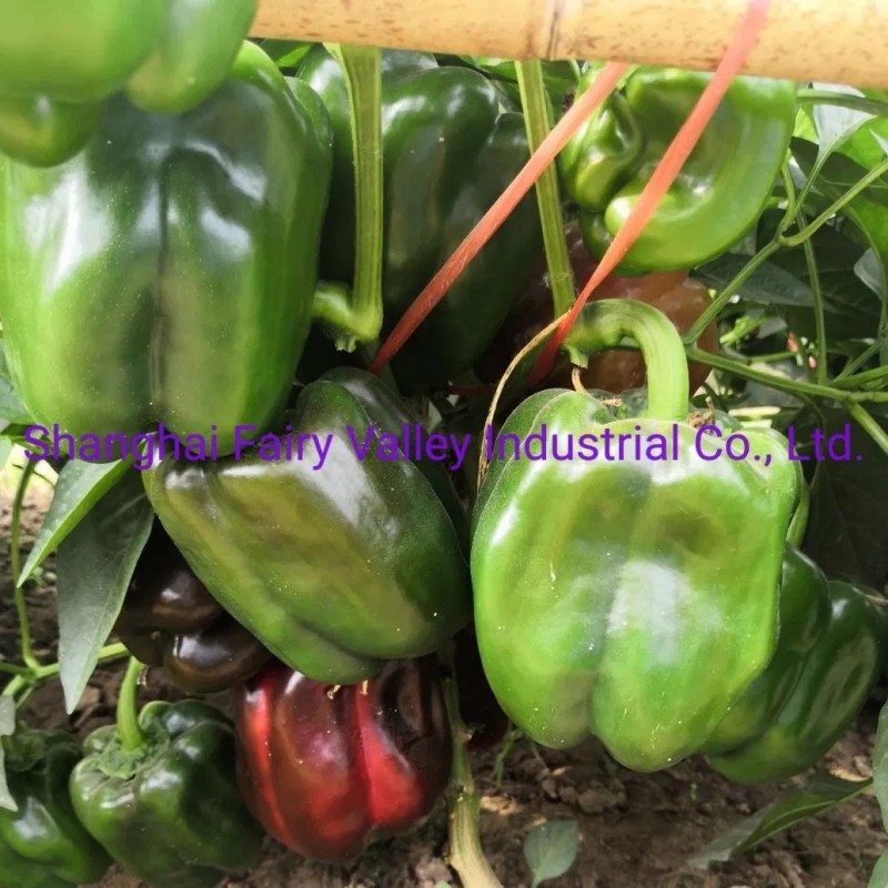 Hybrid F1 Green Sweet Pepper Seeds Bell Pepper Seeds for Growing-Spring Dawn