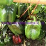 Hybrid F1 Green Sweet Pepper Seeds Bell Pepper Seeds for Growing-Spring Dawn