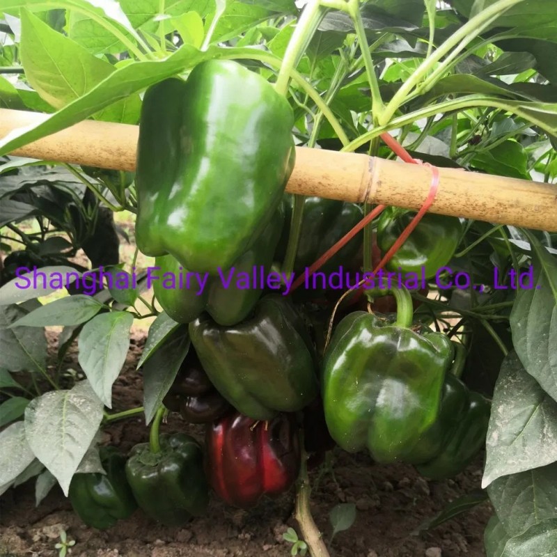 Hybrid F1 Green Sweet Pepper Seeds Bell Pepper Seeds for Growing-Spring Dawn