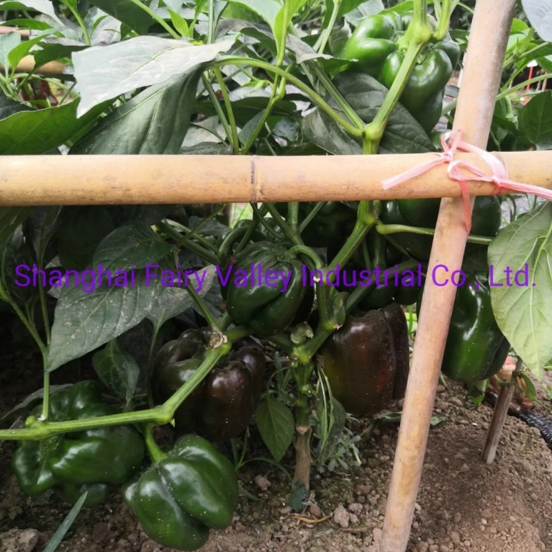 Hybrid F1 Green Sweet Pepper Seeds Bell Pepper Seeds for Growing-Spring Dawn