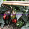 Hybrid F1 Green Sweet Pepper Seeds Bell Pepper Seeds for Growing-Spring Dawn