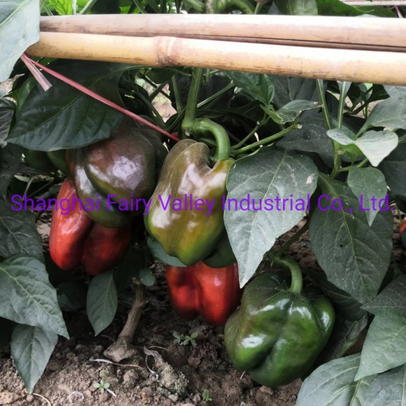 Hybrid F1 Green Sweet Pepper Seeds Bell Pepper Seeds for Growing-Spring Dawn