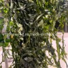 Natural Seaweed Sliced Sea Kelp Dried Laminaria for Russia
