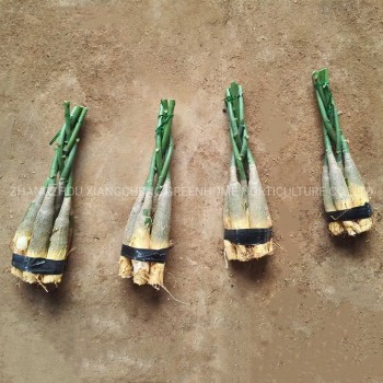 Five-Braided Pachira Macrocarpa (Money Tree)