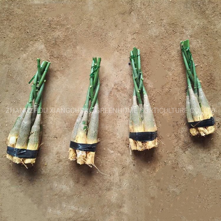 Five-Braided Pachira Macrocarpa (Money Tree)