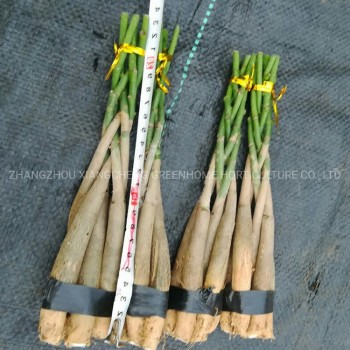 Five-Braided Pachira Macrocarpa (Money Tree)