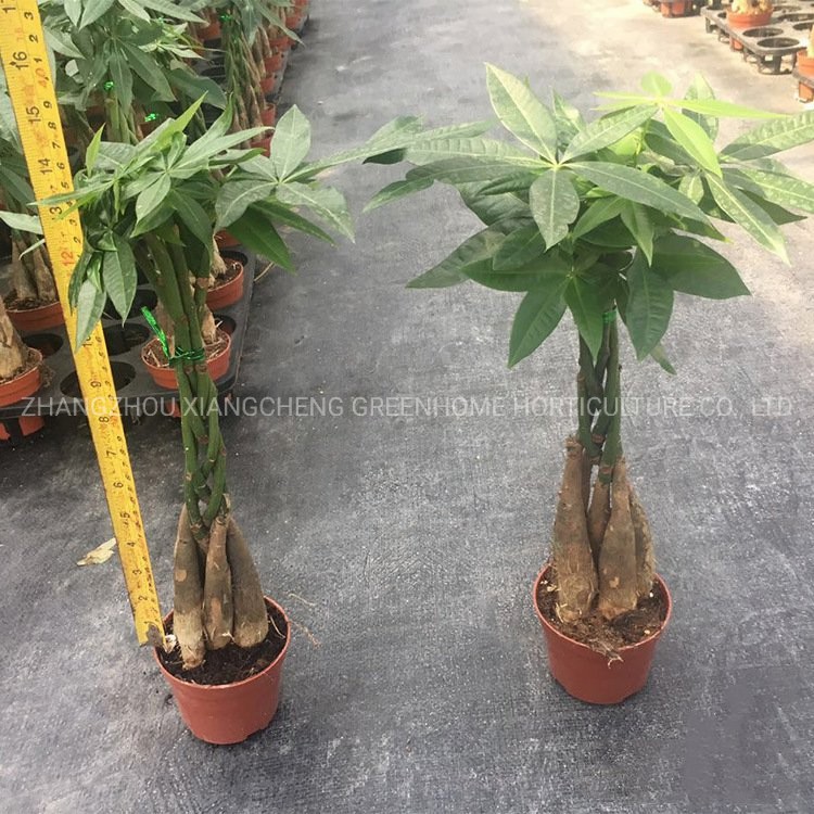 Five-Braided Pachira Macrocarpa (Money Tree)