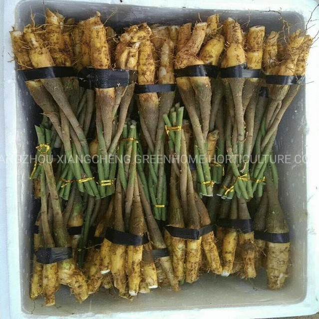 Five-Braided Pachira Macrocarpa (Money Tree)