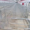Livestock Husbandry Equipment Pig Farming Cages Fence Crate