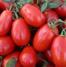 High-Quality Oval Shape Hybrid Tomato Seeds