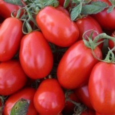 High-Quality Oval Shape Hybrid Tomato Seeds