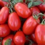 High-Quality Oval Shape Hybrid Tomato Seeds