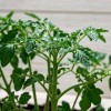 High-Quality Oval Shape Hybrid Tomato Seeds