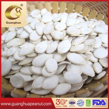 Export Standard Shine Skin Pumpkin Seeds Crop 2023