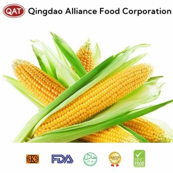 Freshly Harvested IQF Frozen Sweet Corn Cobs - Sourced From China