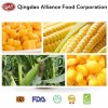 Freshly Harvested IQF Frozen Sweet Corn Cobs - Sourced From China