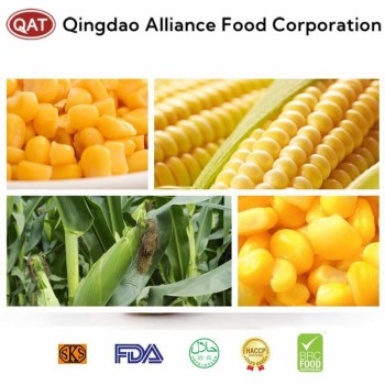 Freshly Harvested IQF Frozen Sweet Corn Cobs - Sourced From China