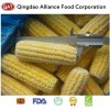 Freshly Harvested IQF Frozen Sweet Corn Cobs - Sourced From China