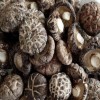 Wholesale High Quality Dried Shiitake Mushrooms