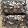 Wholesale High Quality Dried Shiitake Mushrooms