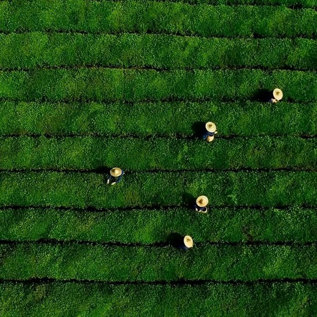100% Pure Matcha Powder for Ice Cream, Beverage and Pastries